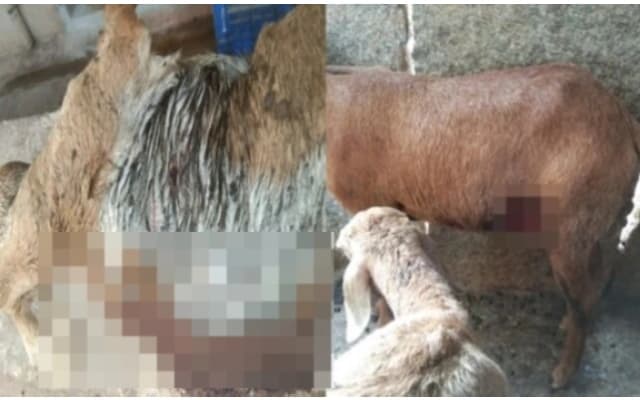 Leopard Kills Ten Sheep in Kolar Village Amidst Rising Concerns