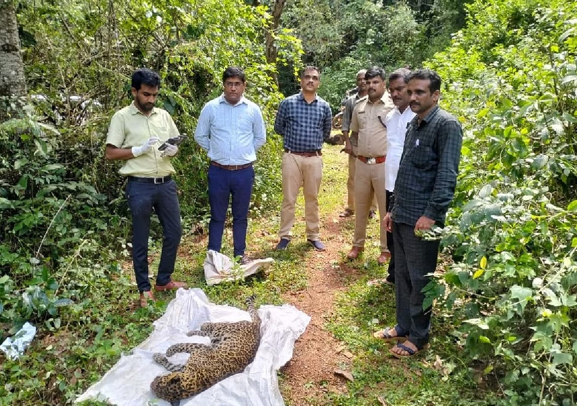 Leopard Dies After Accidentally Falling into Well in Hennur Village
