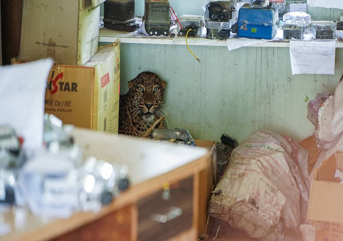 Leopard enters school premises in UP’s Bijnor