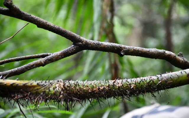 Green Shield for Calamus Nagbettai: Sirsi Forest Department’s Careful Nurture