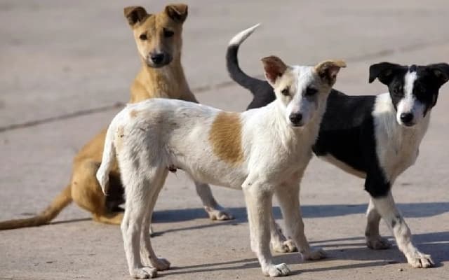 BBMP Captures Over 110 Stray Dogs in Jalahalli After Fatal Attack