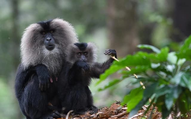 Historic Breeding Success for Endangered Lion-Tailed Macaque in Mysuru