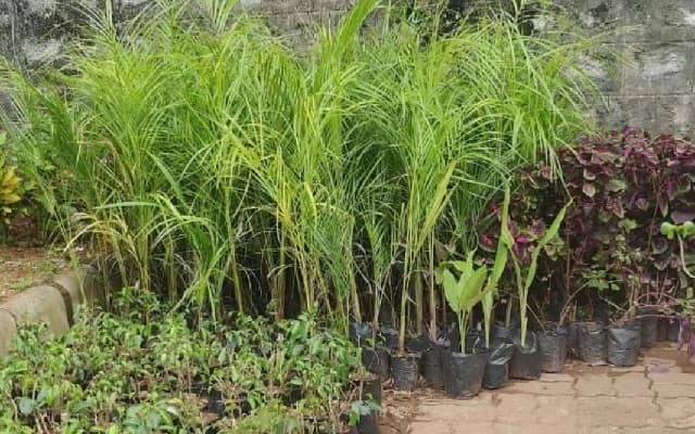 Mangaluru Prison Inmates Cultivate Nursery, Boost Self-Reliance