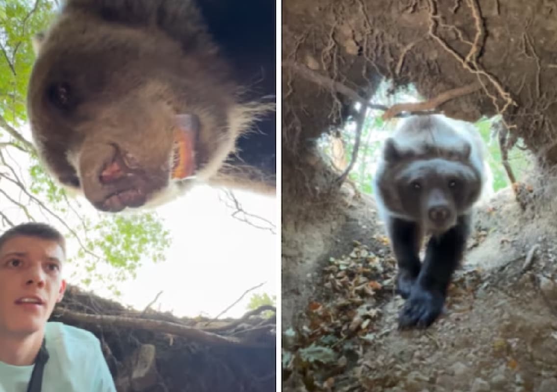 Serbian Influencer Stefan Jankovic Survives Close Bear Encounter in the Wild