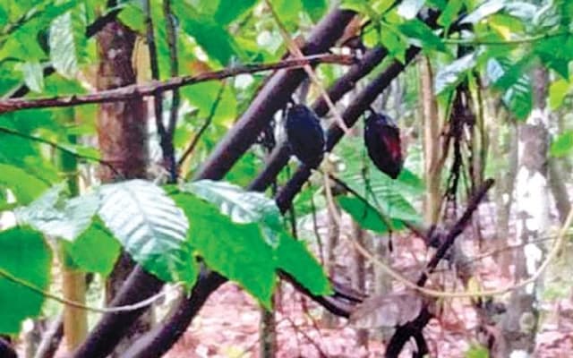 Cocoa Farmers in Dakshina Kannada Hit Hard by Excessive Monsoon Rains