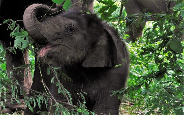 Kodagu Farmers Propose Solutions to Wild Elephant Damage