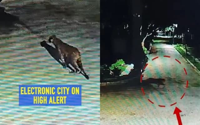 Leopard Spotted Crossing Flyover in Bengaluru