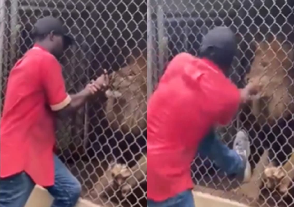 Man’s Reckless Encounter with Lion Captured in Viral Video Sparks Outrage Online