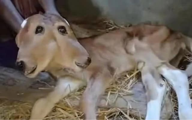 Two-Headed Calf Born in Karnataka Draws Local Attention