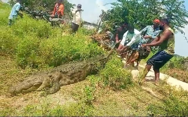 Villagers Capture Crocodile in Raichur Lake, Hand Over to Forest Department