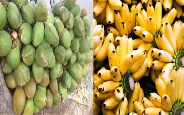 Tender Coconut Prices Surge in Udupi Amid Supply Shortage