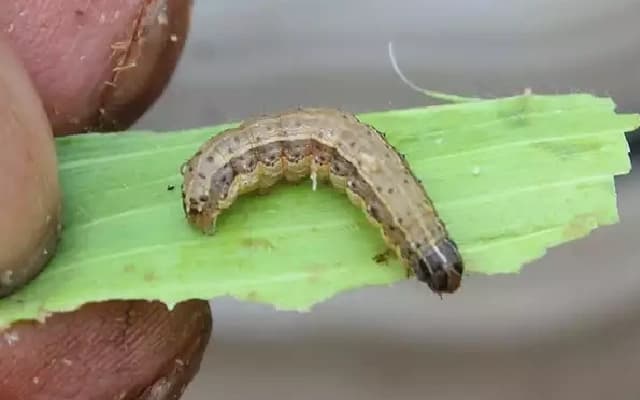 Caterpillar Infestation Rises in Kodagu After Rainfall Recedes