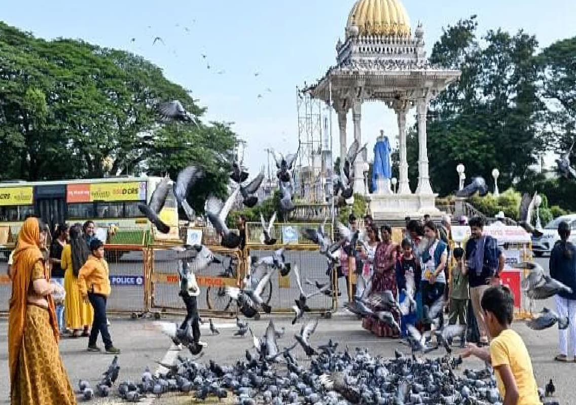 Jain Samaj Agrees to Stop Feeding Pigeons at Mysuru Palace to Protect Heritage Structures