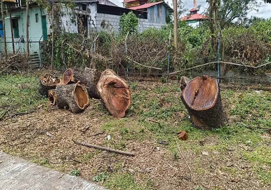 Forest Minister Investigates Tree Felling at CCF Office
