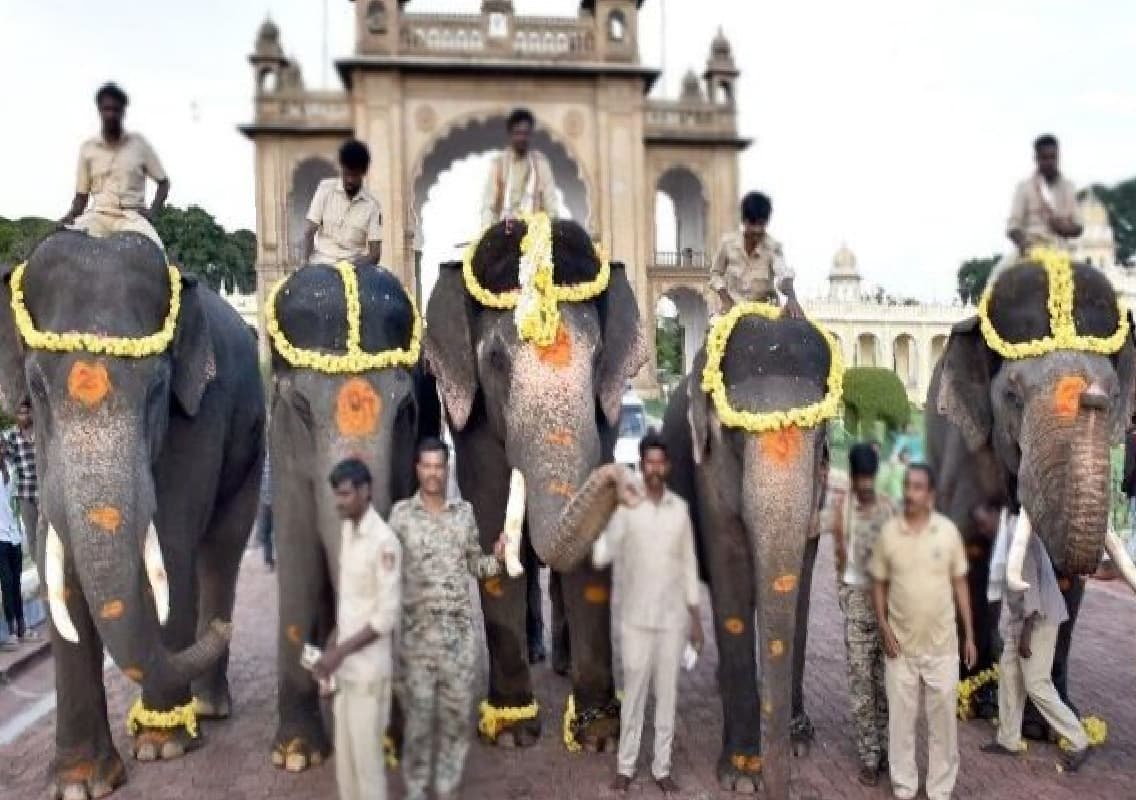 Mysore: Elephants Chosen for Dussehra Celebrations