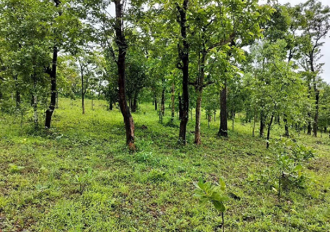 Encroachment Woes Plague Shirasi Hill Land Reserved for Malki Nut Plantations