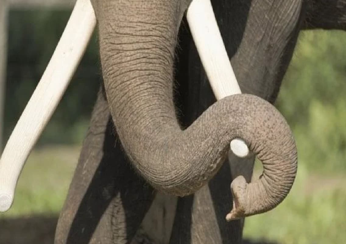 Elephant Overturns Autorickshaw in Idukki District, Injuring Four
