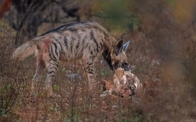Plans for Karnataka’s First Striped Hyena Sanctuary in Belagavi Underway