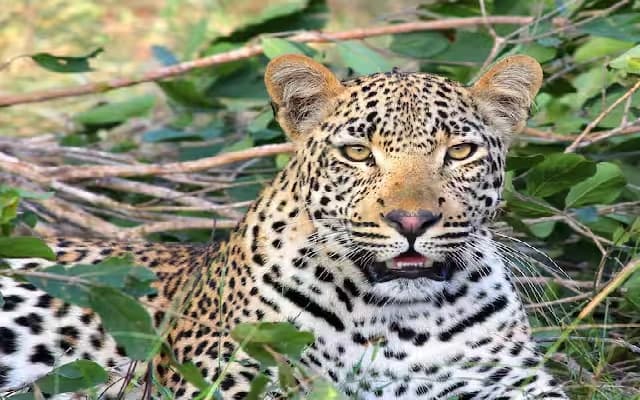 Leopard Caught in Bengaluru’s Electronic City After Week-Long Search