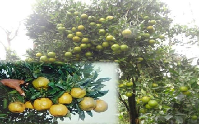 Madikeri: Call for Revitalization of Kodagu Orange Industry