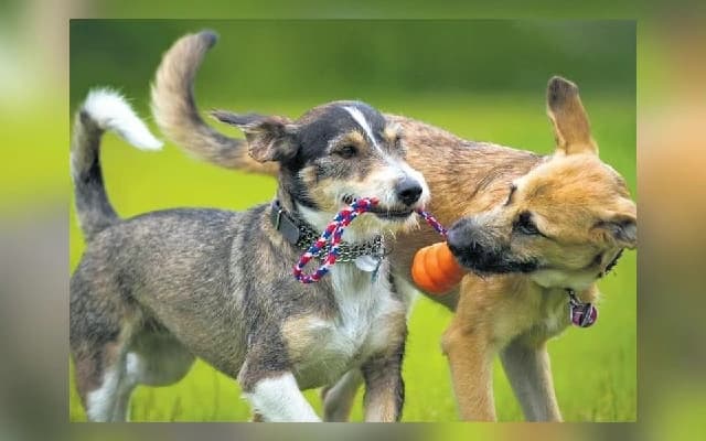 Tamil Nadu Government Approves Dog Breeding Policy