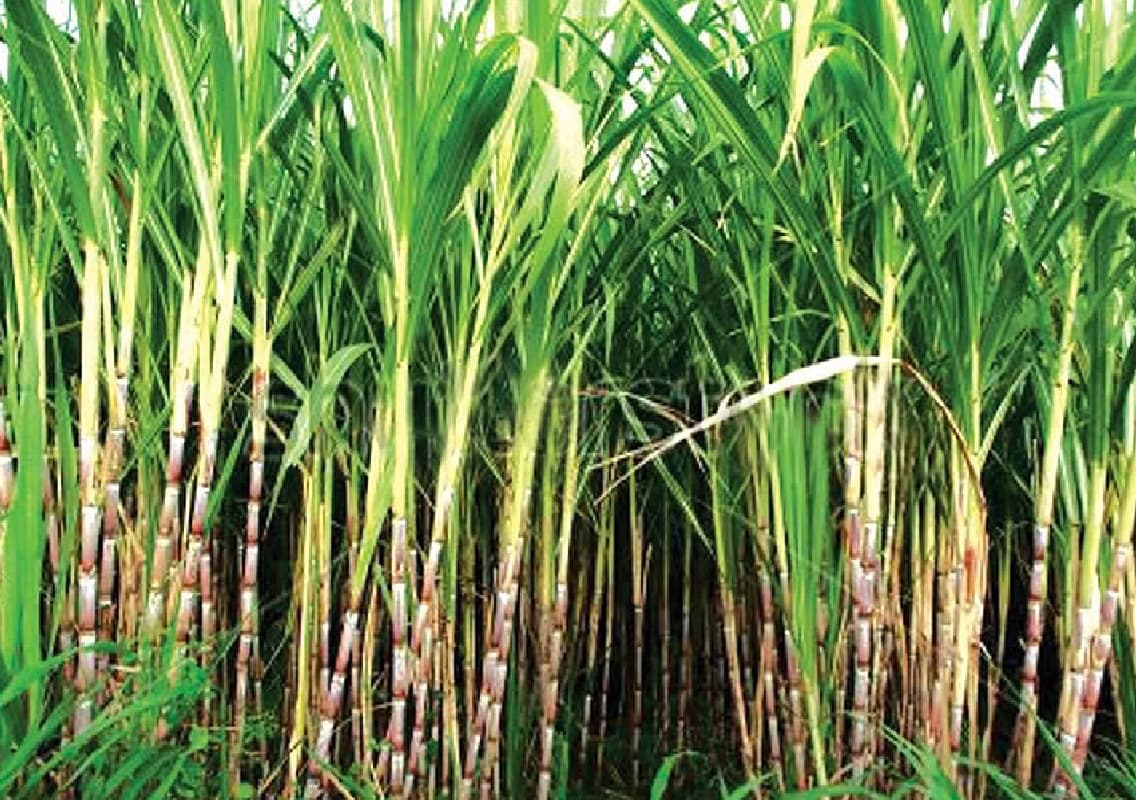 Farmers urged government  to enforce  SAP