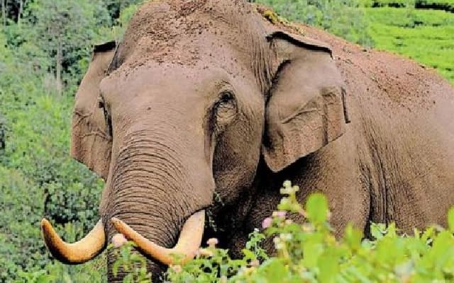 Wild Elephant Wreaks Havoc in Hebri, Destroys Farmlands