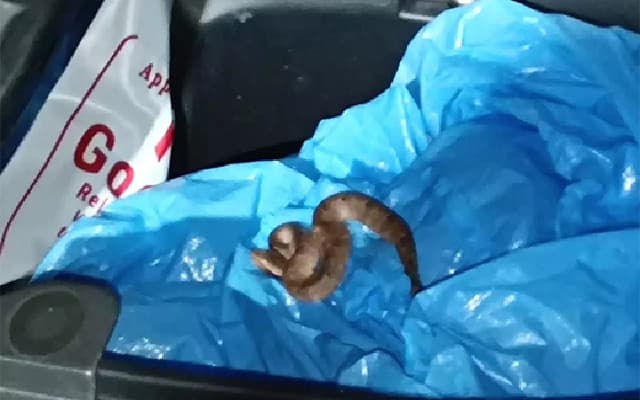 Russell’s Viper Bites Rider in Kuppepadavu