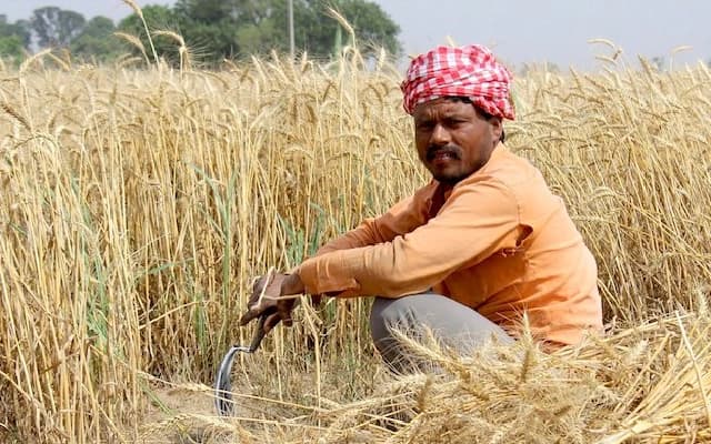 Farmers Alarmed as Paddy Prices Plummet Ahead of Harvest
