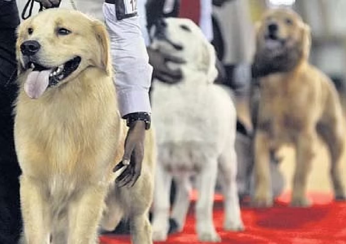 Bengaluru to Host Premier International Dog Show This Weekend