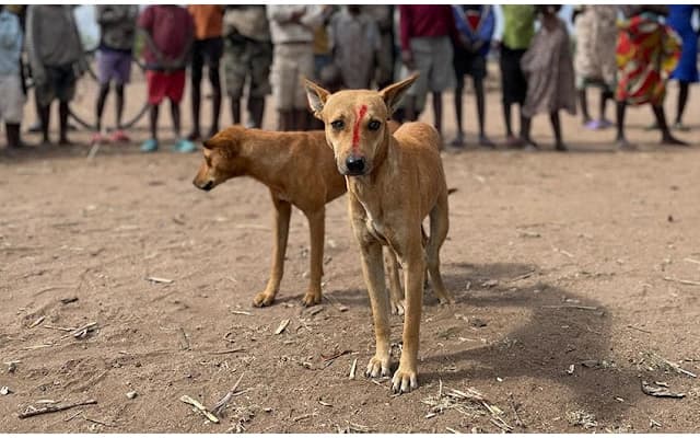Villagers in Gadag District Fear Rabies Amid Stray Dog Attacks
