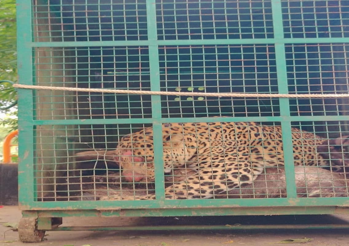 Leopard Captured After 48 Days of Vigilant Operations