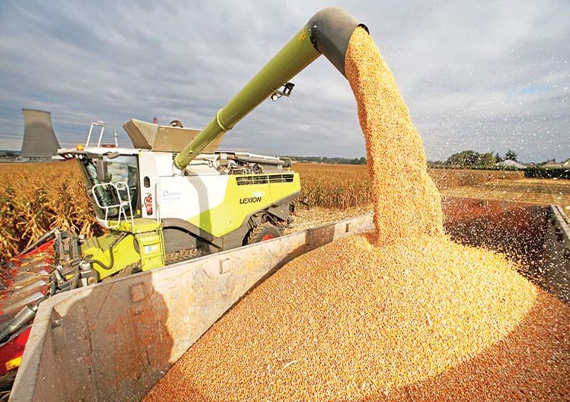 Saudi Arabia to Import 307,000 Tonnes of Wheat for Strategic Reserves
