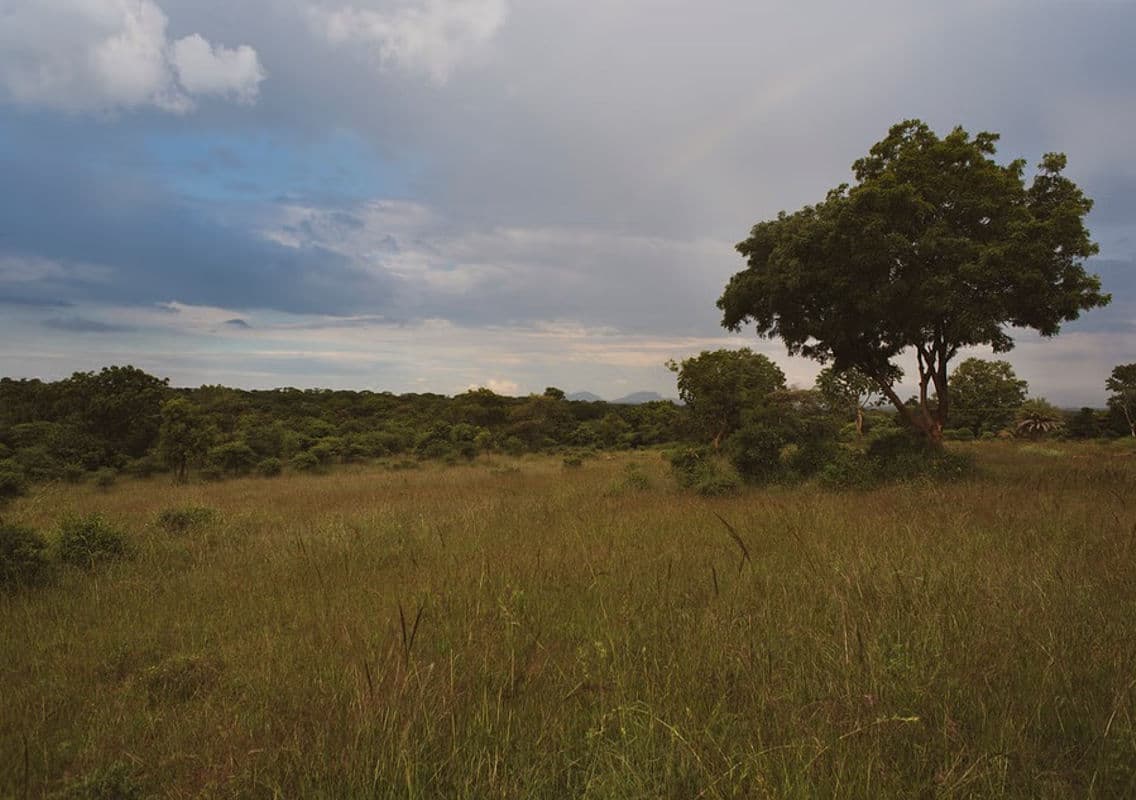 Bengaluru’s Hesaraghatta Grasslands Achieve Conservation Reserve Status