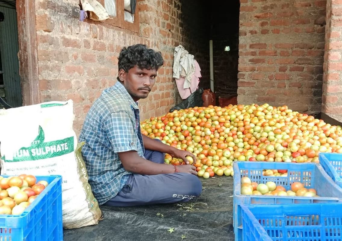 Surge in Tomato Prices Benefits Farmers in Chikkaballapura