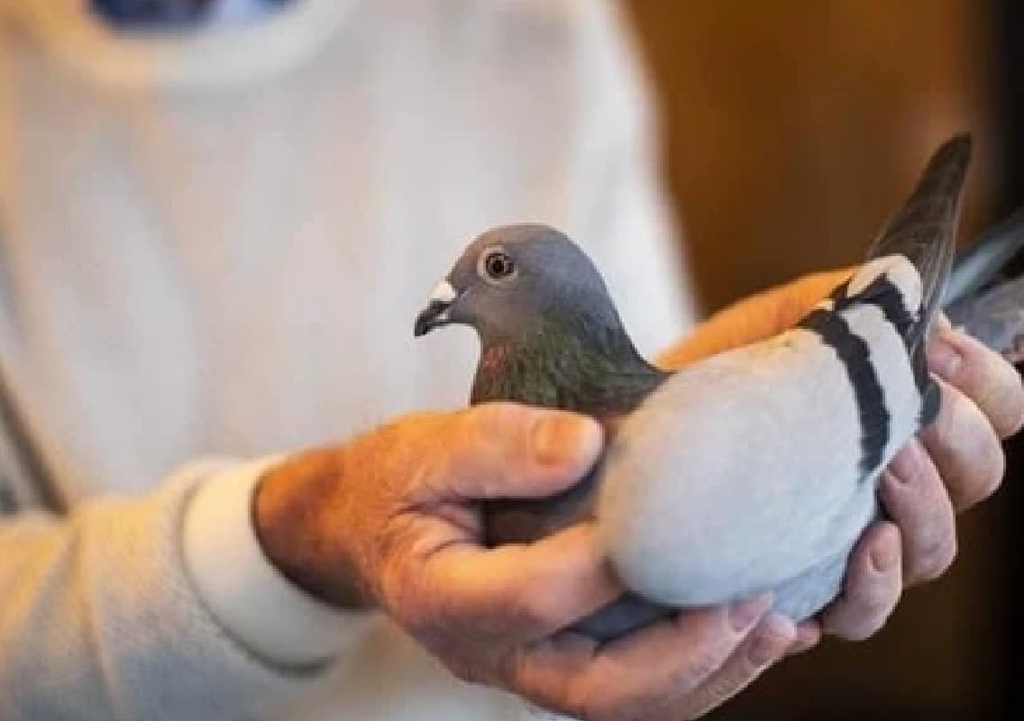 Bengaluru Burglar Arrested for Using Pigeons as Cover in 50 House Break-ins