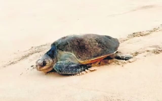 Karwar to Establish Olive Ridley Sea Turtle Rescue and Tourism Centre