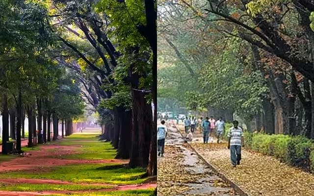 New Green Space in Bengaluru: Salumarada Thimmakka Garden Planned