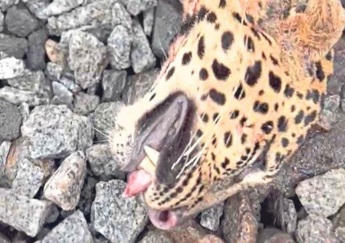 Kundapura: Leopard Killed After Being Struck by Train