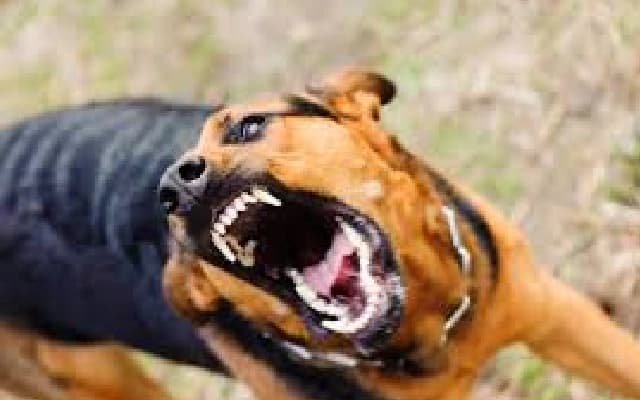 Rabid Dog Attack Leaves 15 Injured in Sanshi Village, Kundgola