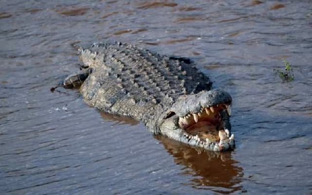 Farmer Loses Arm to Crocodile Attack but Survives Thanks to His Ox