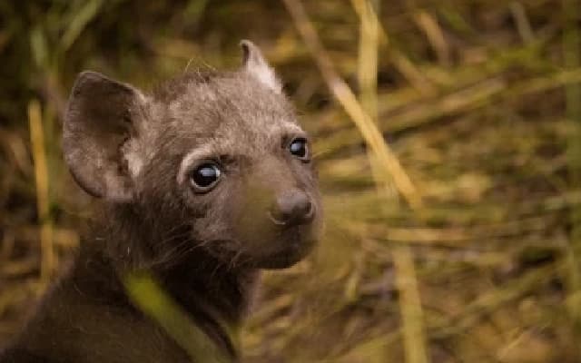 Conservationist Urges End to Treatment of Wild Animals in Protected Areas for Natural Injuries