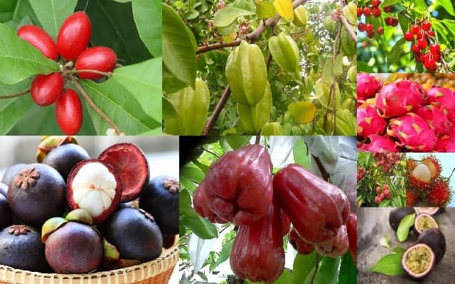 Exotic Fruits Thrive in Karnataka as Local Cultivation Surges