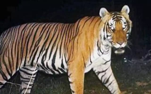 Operation to Capture Tiger Terrorizing South Kodagu Intensifies