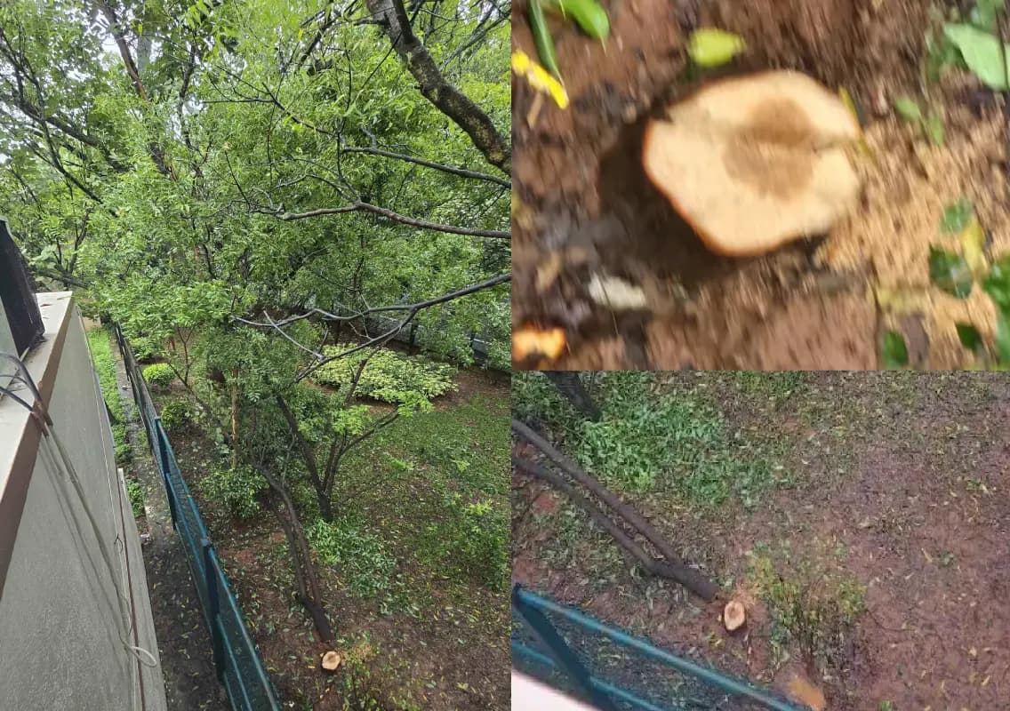 Thieves Steal Sandalwood Tree from Park in Bengaluru Amid Heavy Rain