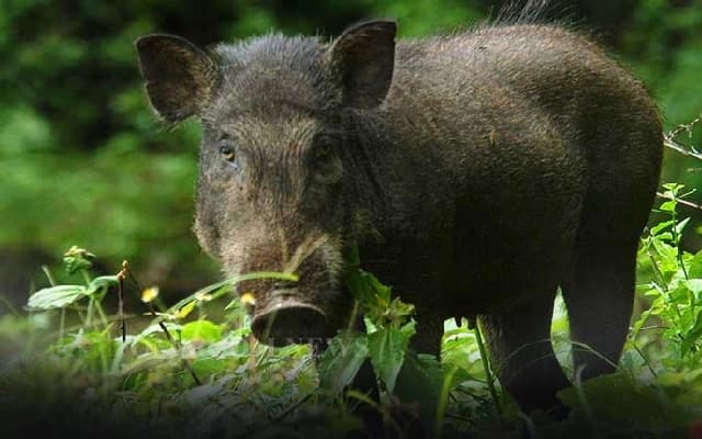 Wild Boar Attacks Leave Several Injured in Odisha