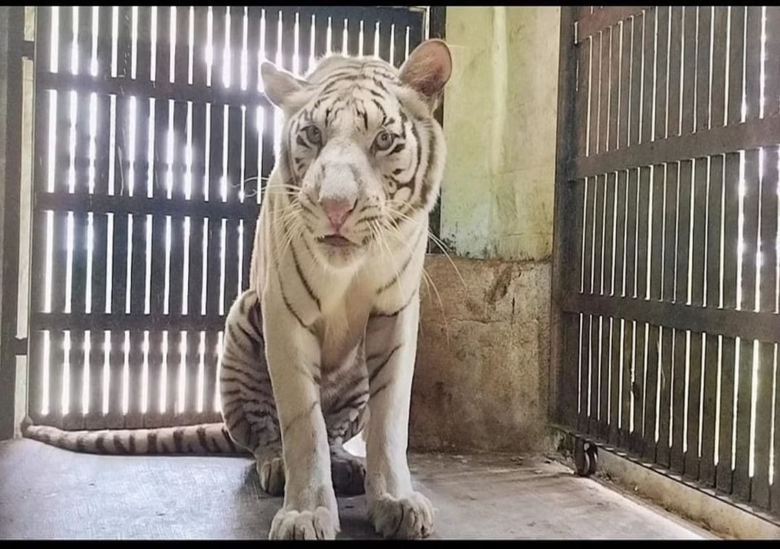 Bannerghatta Biological Park Welcomes Endangered Species via Exchange Programme