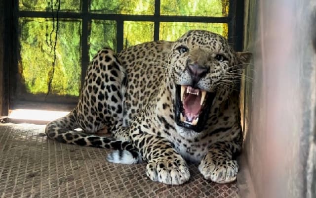 Leopard Trapped After Causing Disturbance in Chamarajanagar