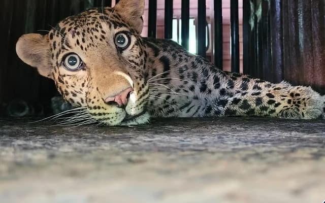 Leopard Caught in Mulki Home’s Kitchen, Released After Rescue