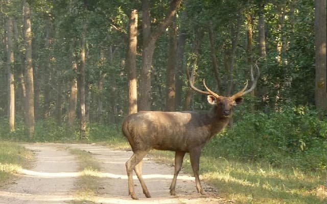 Sambar Deer Meat Seized in Uppinangady After Illegal Hunt